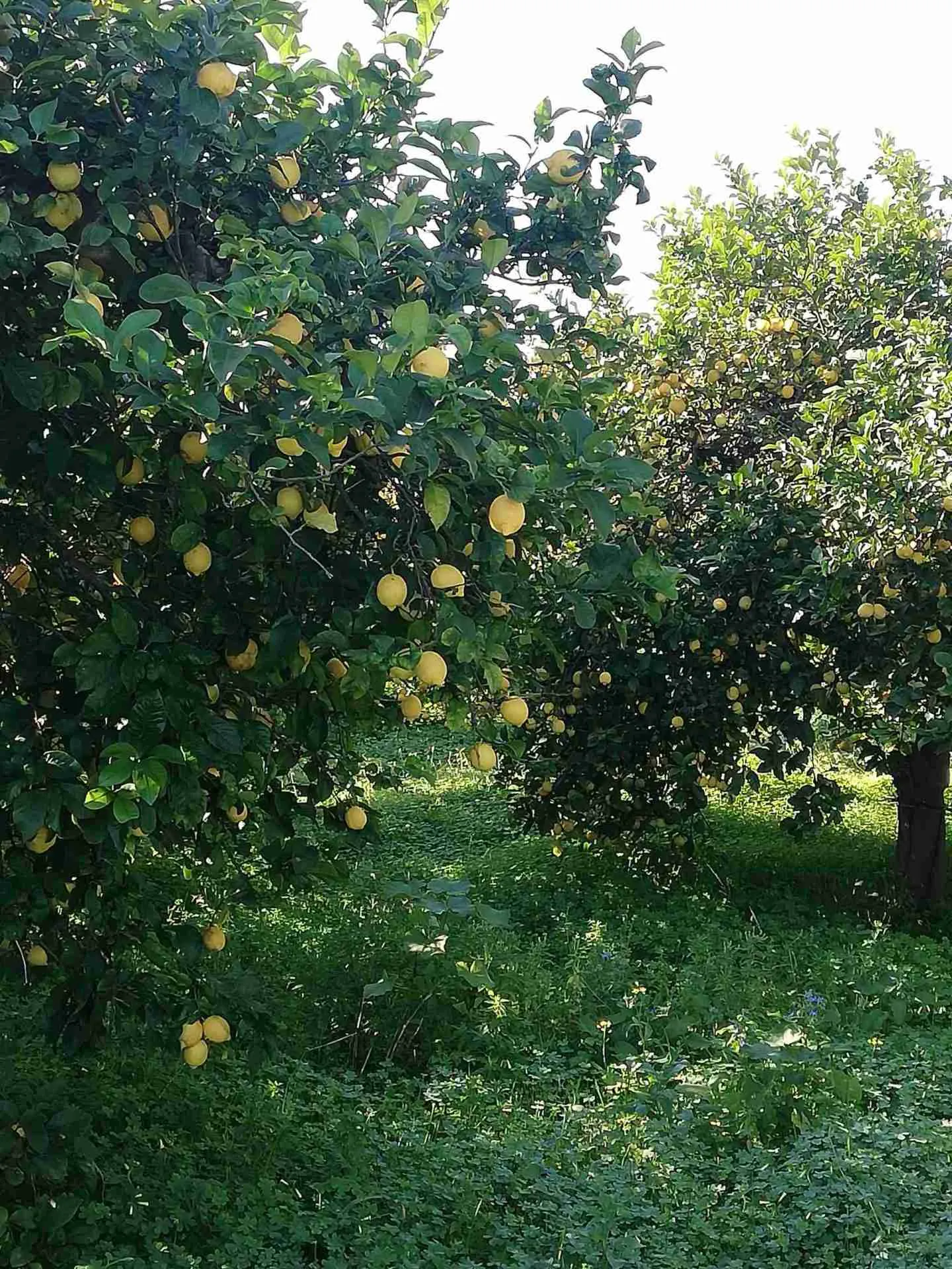 Limoni varietà Femminello di Siracusa – Confezione da 5 e 10 Kg - immagine 4